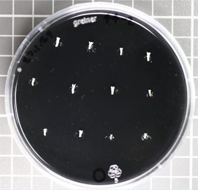 Deep learning for automated segmentation and counting of hypocotyl and cotyledon regions in mature Pinus radiata D. Don. somatic embryo images